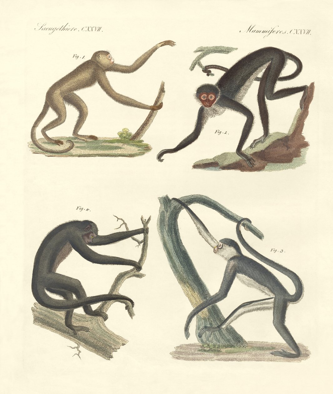 Strange Monkeys of the New Continent by German School
