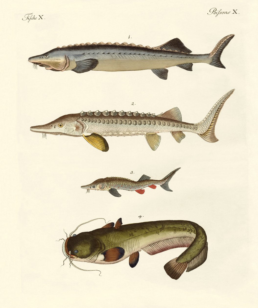 Strange River Fish by German School