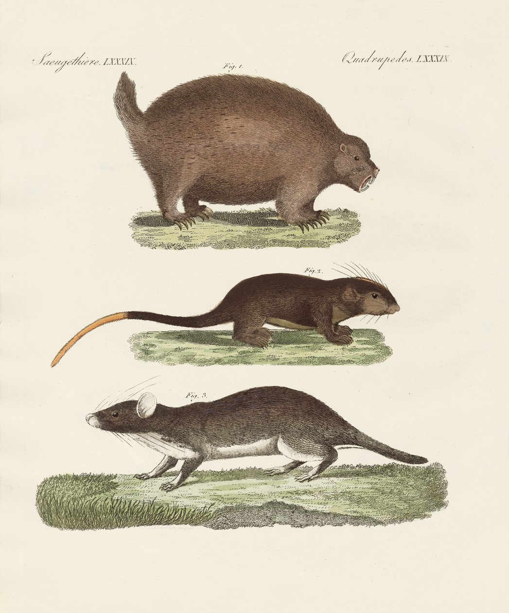 Strange Spiny Animals by German School