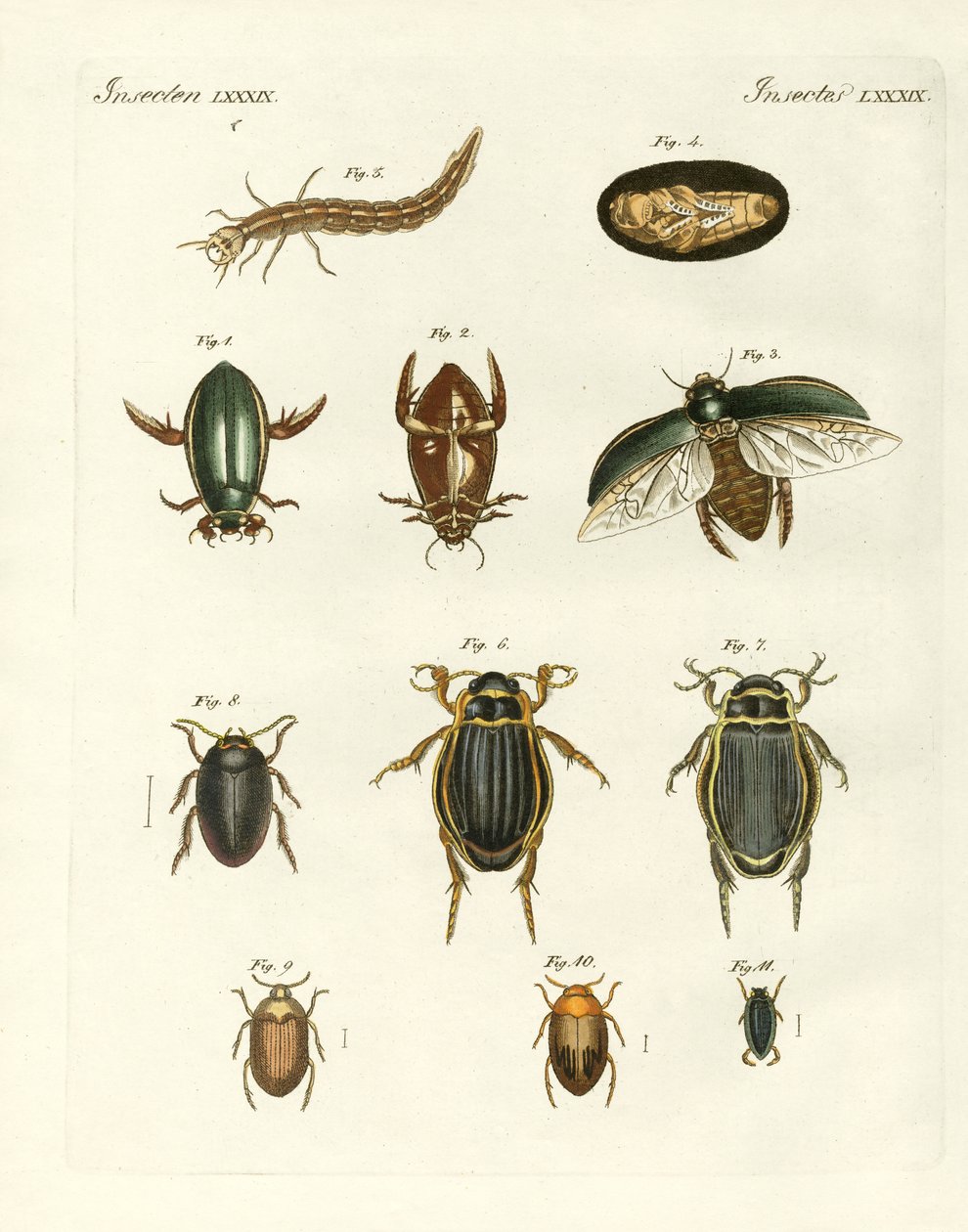 Strange swimming beetles by German School