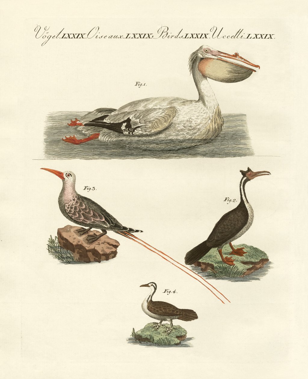 Strange swimming birds by German School