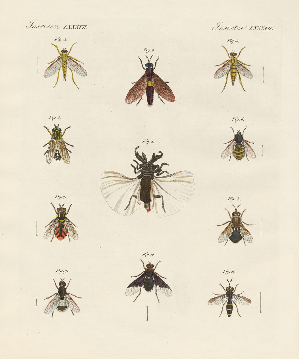 Strange Two-Winged Insects by German School