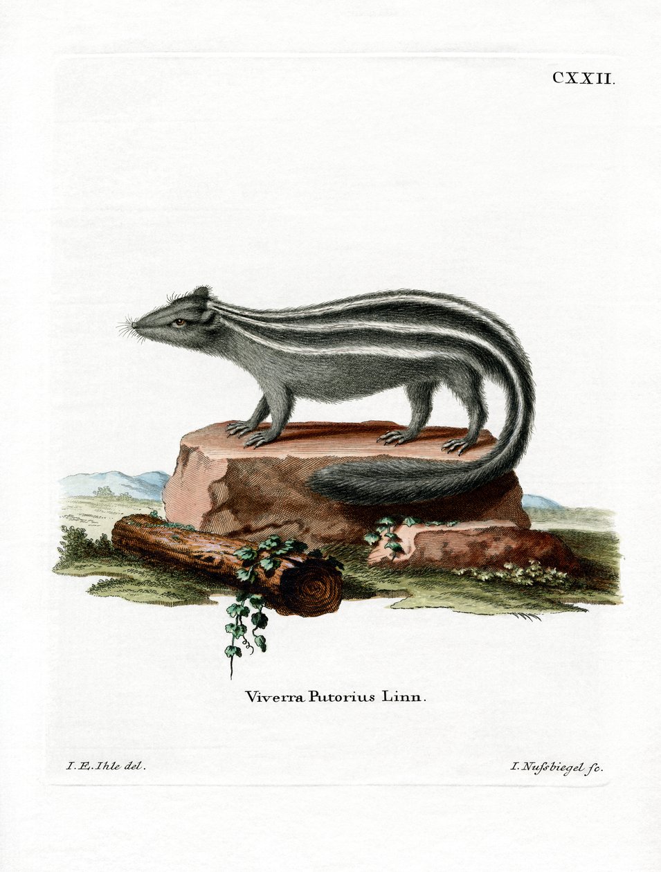 Striped Skunk by German School