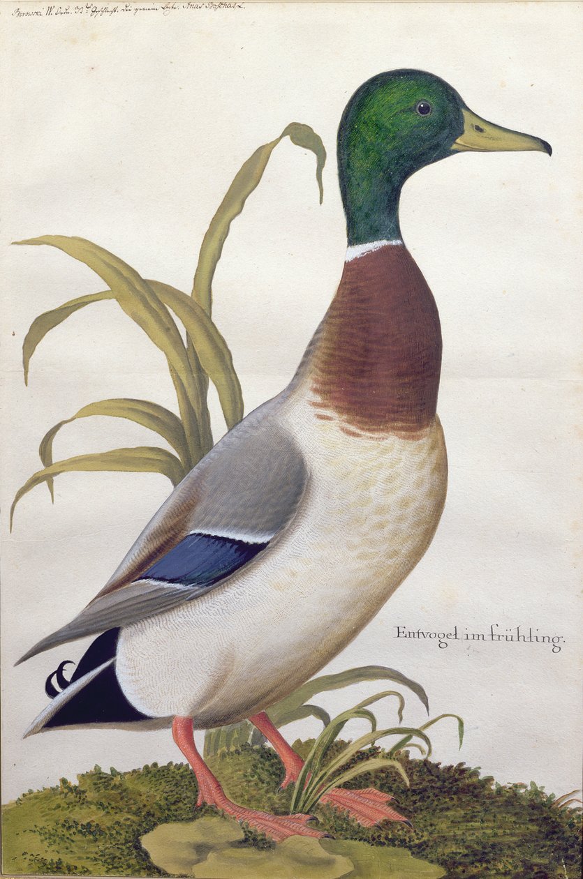 Study of a mallard duck by German School