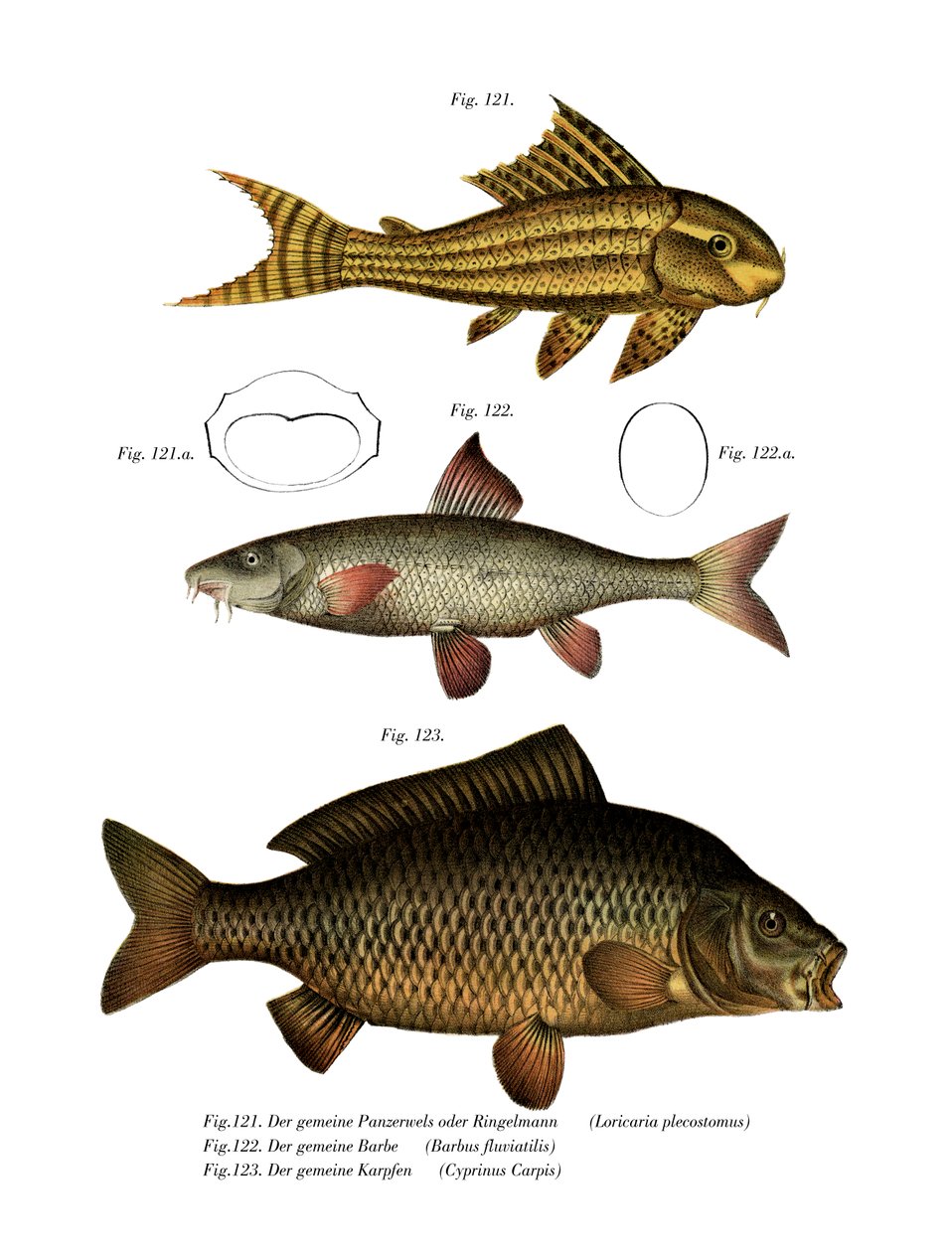 Suckermouth Catfish by German School