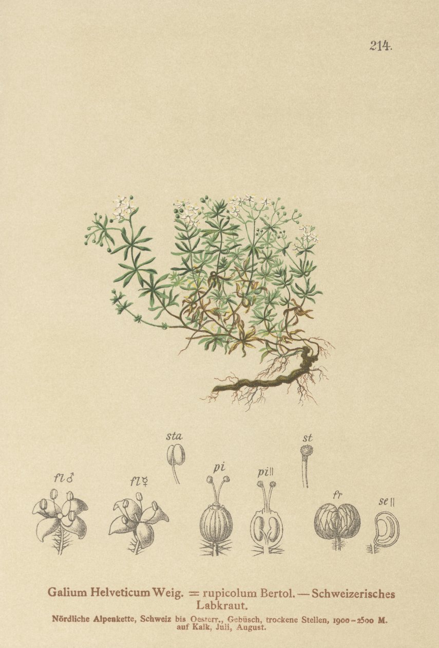 Swiss Bedstraw by German School