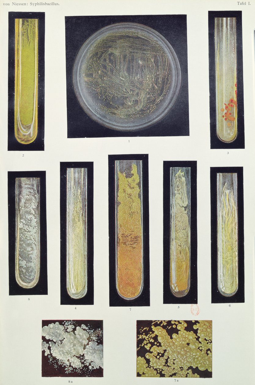 Syphilus Bacillus, from a book by Max von Niessen by German School