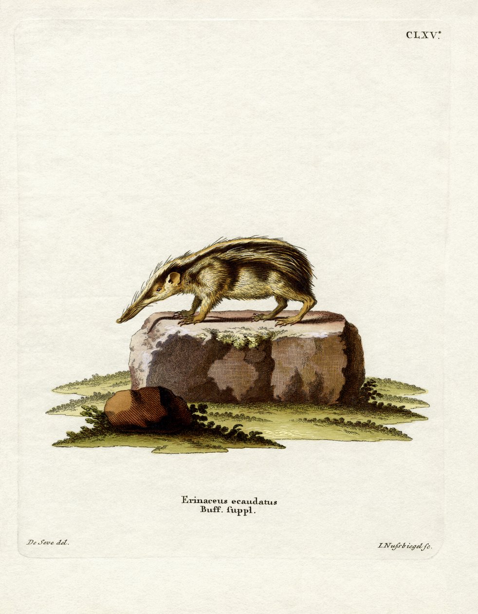 Tailless Tenrec by German School