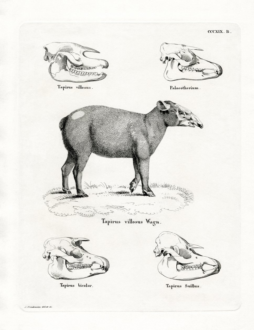 Tapir Skulls by German School