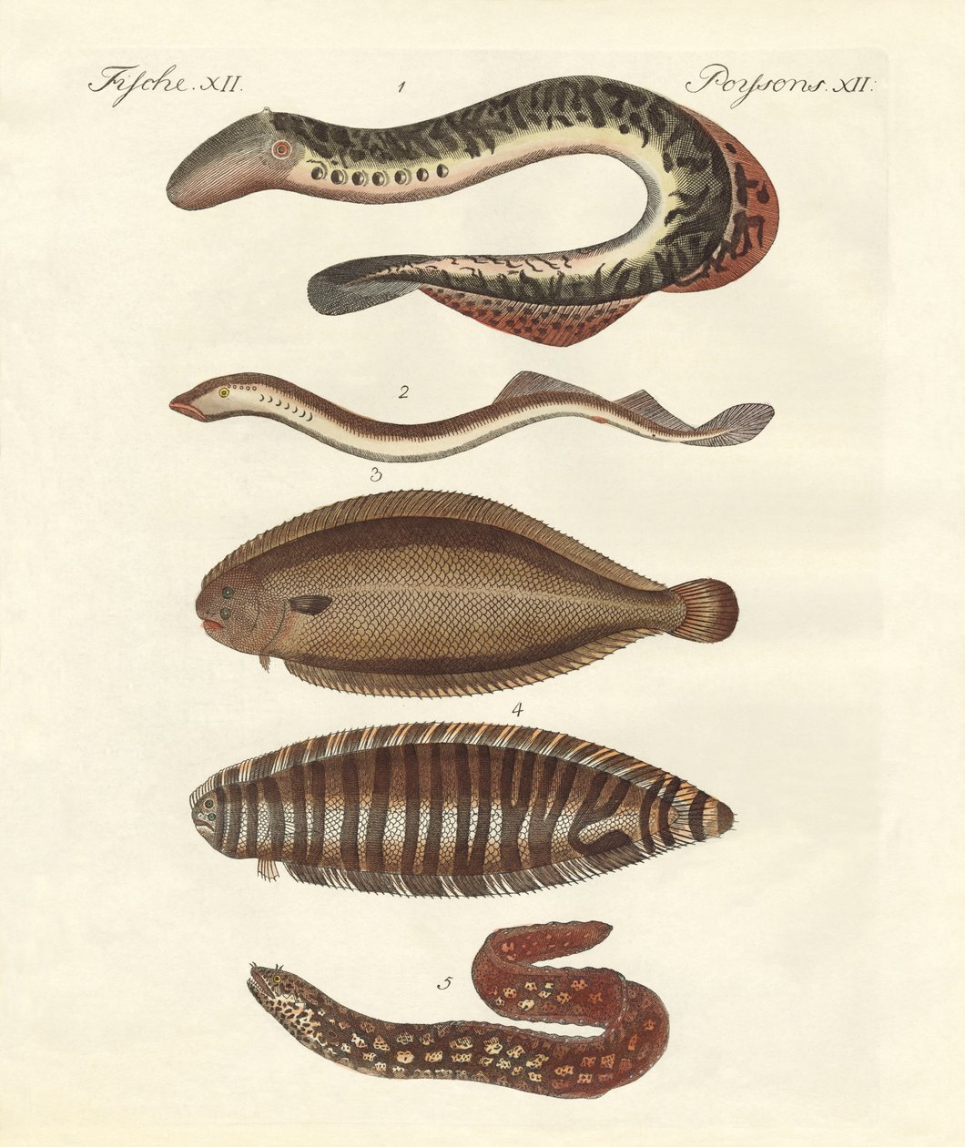 Tasty Fish by German School