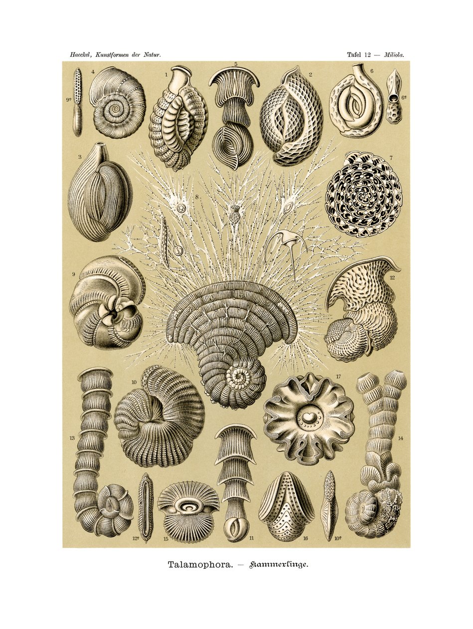 Thalamophora, 1899-1904 by German School