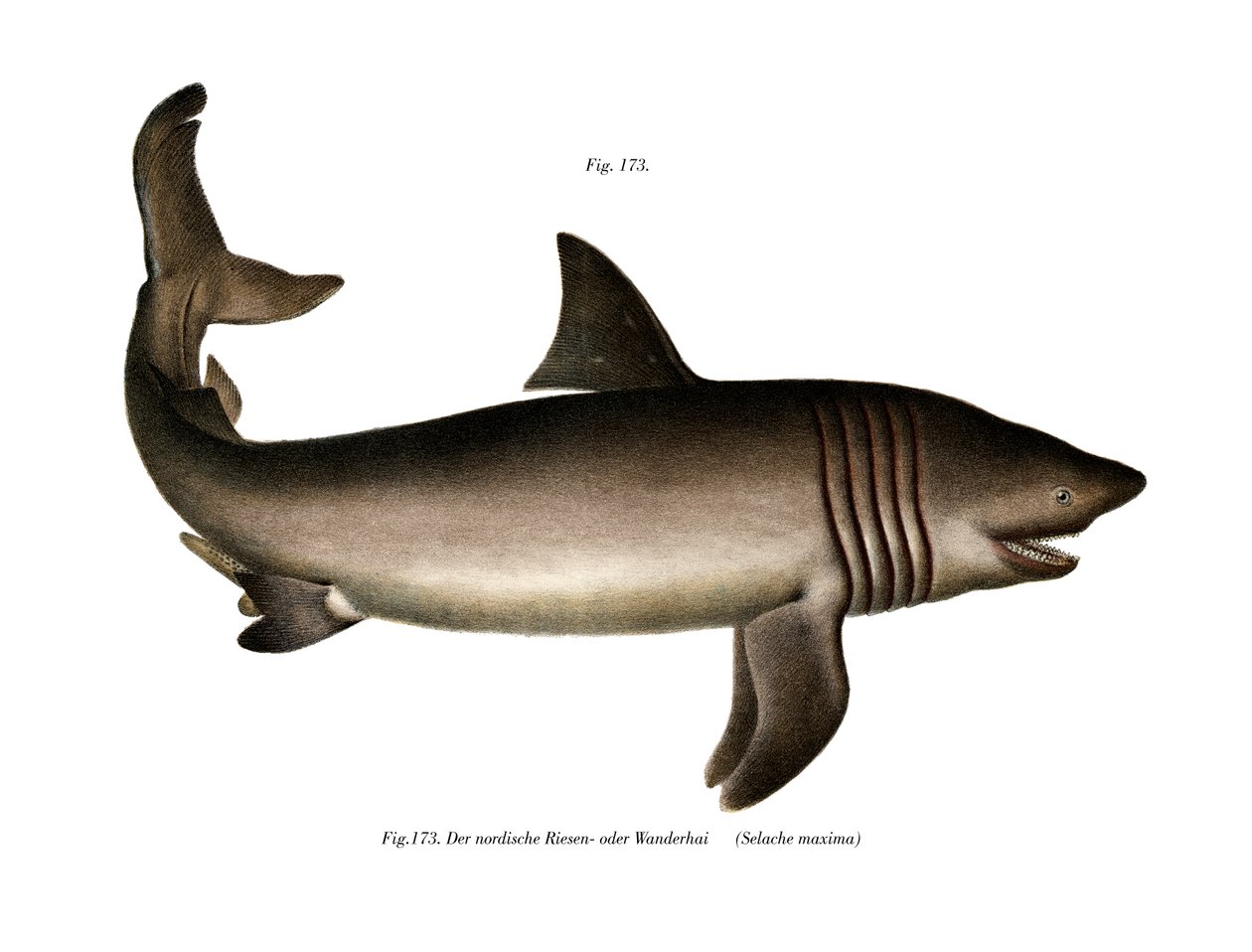 The Basking Shark by German School