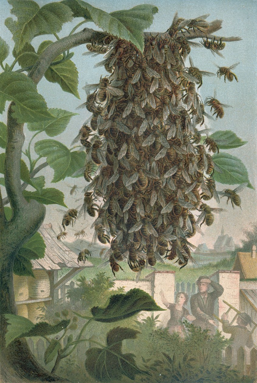The Bees Nest, late 19th century by German School