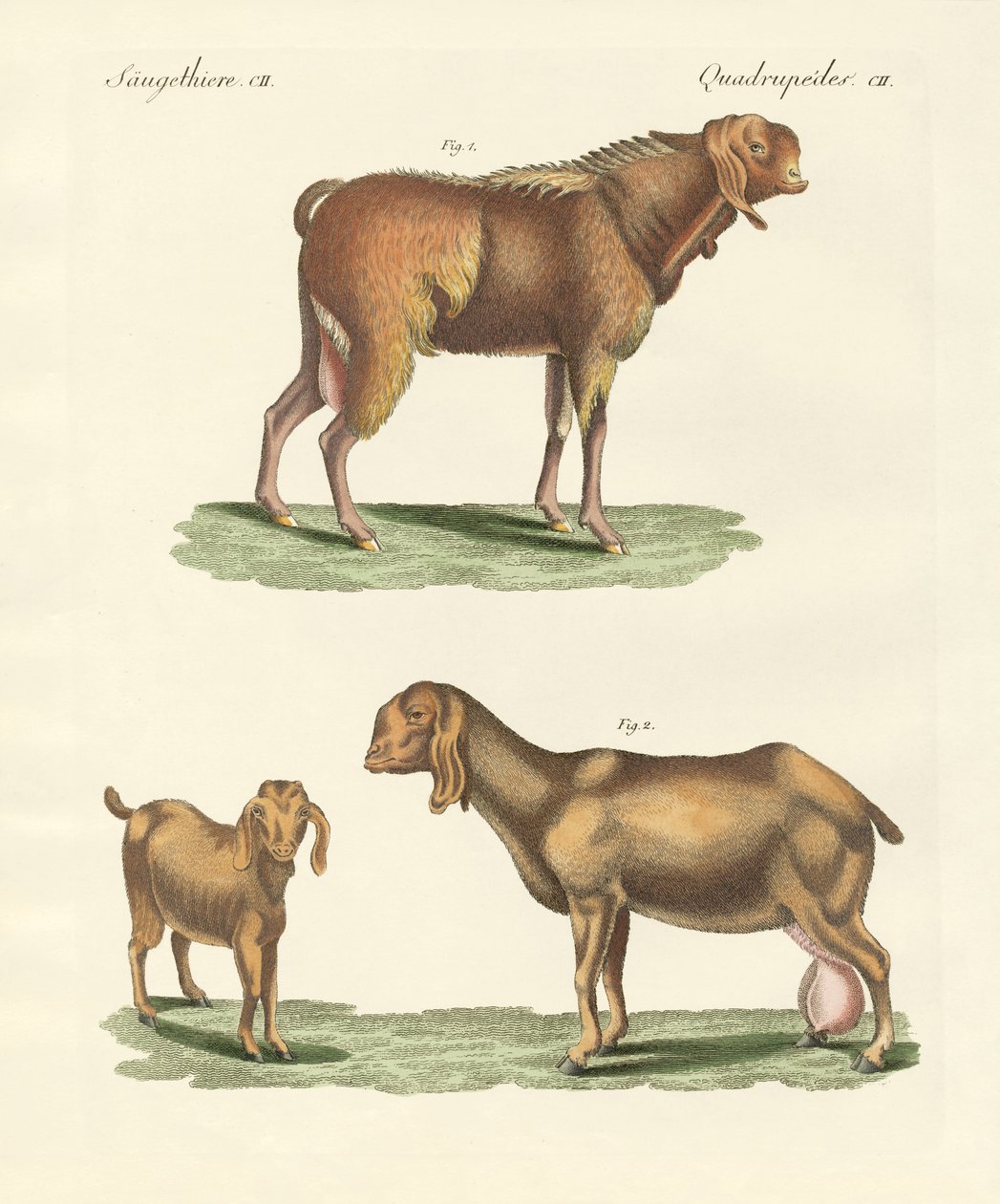 The Egyptian goat by German School