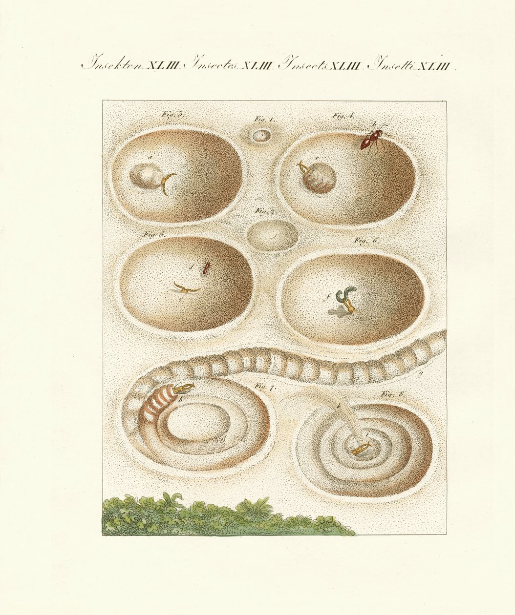 The ant-lion in his catch cave by German School
