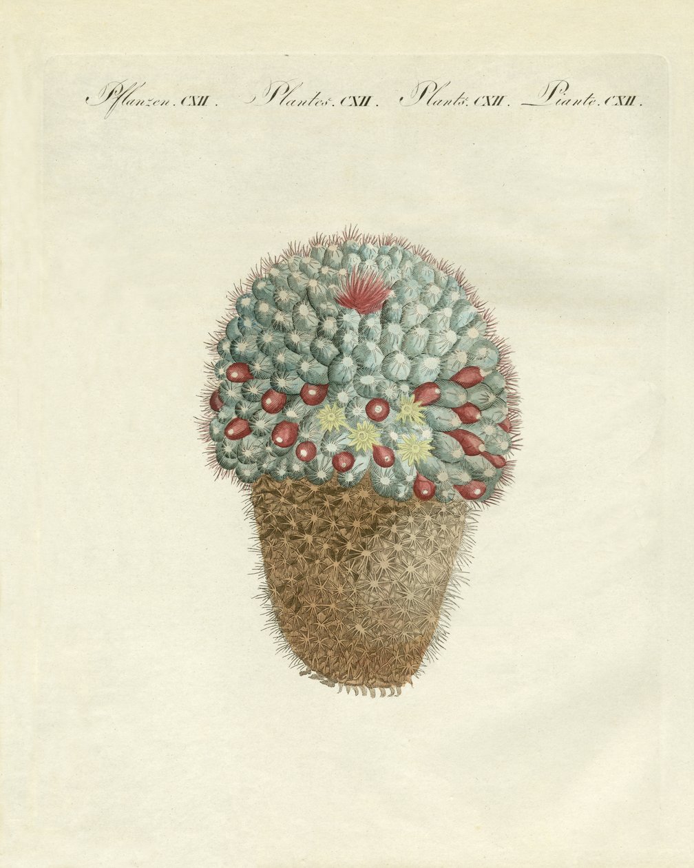 The breast-shaped melon-thistle by German School