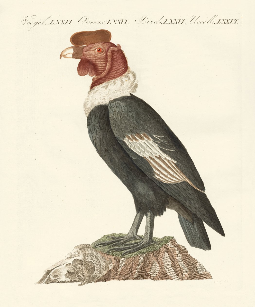 The condor by German School