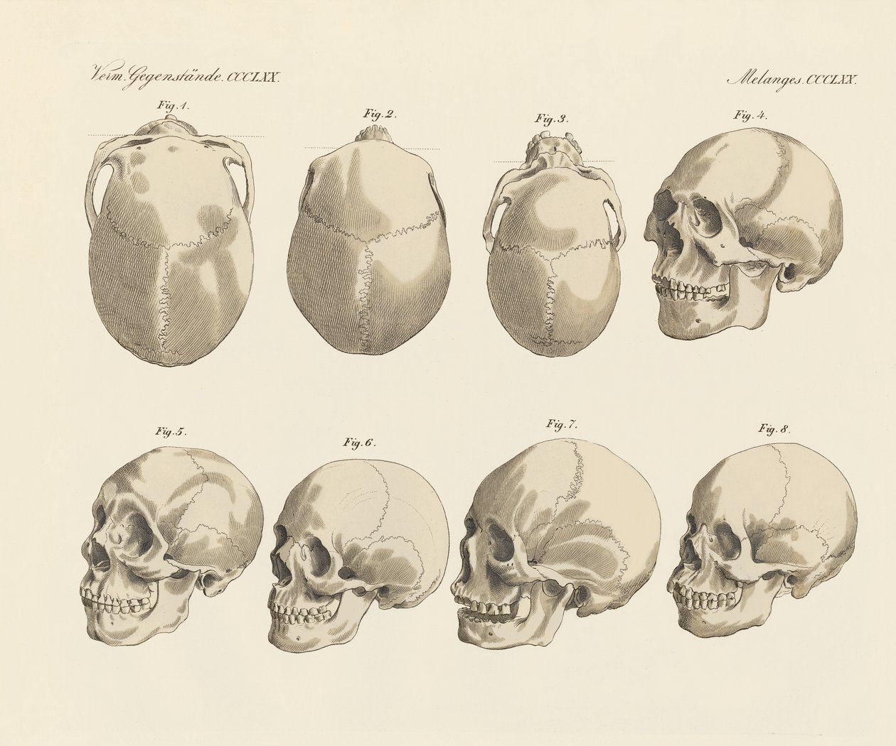 The cranial of the five human races by German School