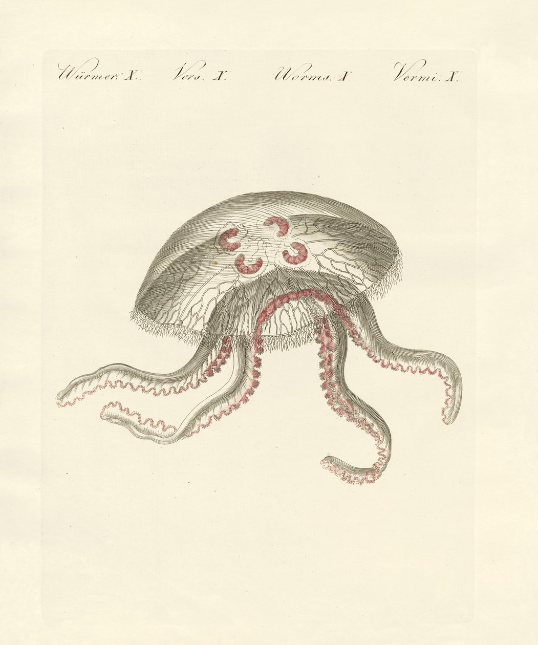 The eared jellyfish by German School