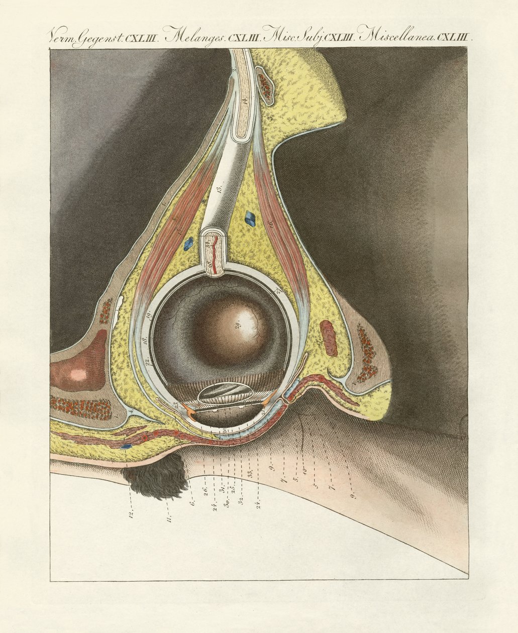 The facial organ illustrated through the human eye by German School