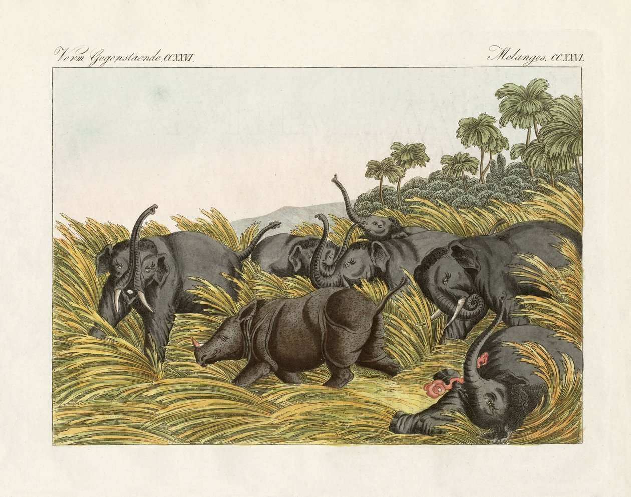 The fight of the rhinoceros with the elephants by German School