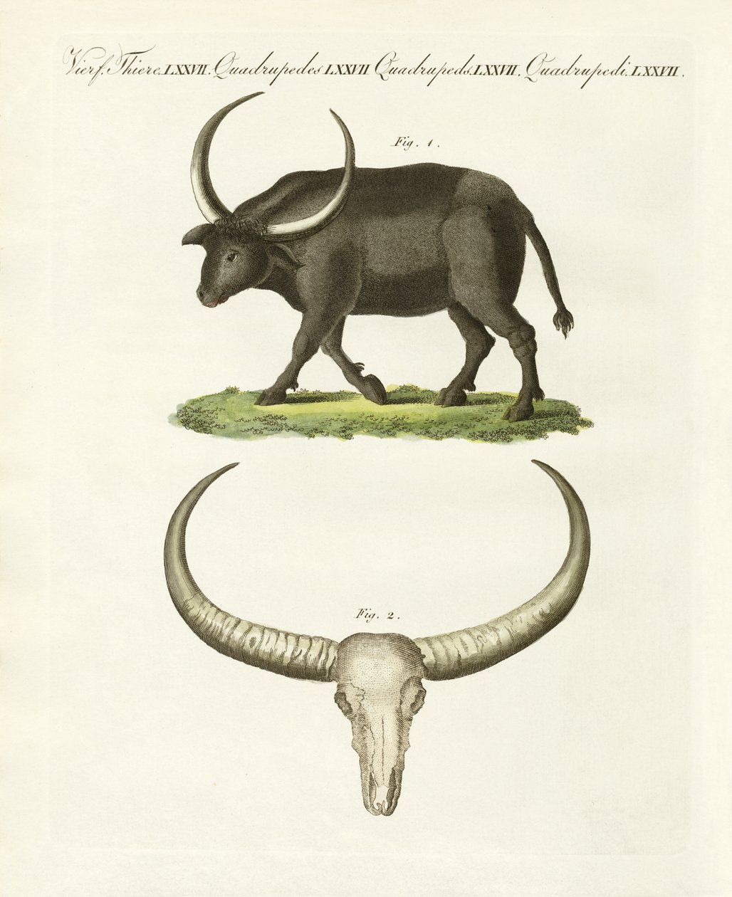 The giant buffalo by German School