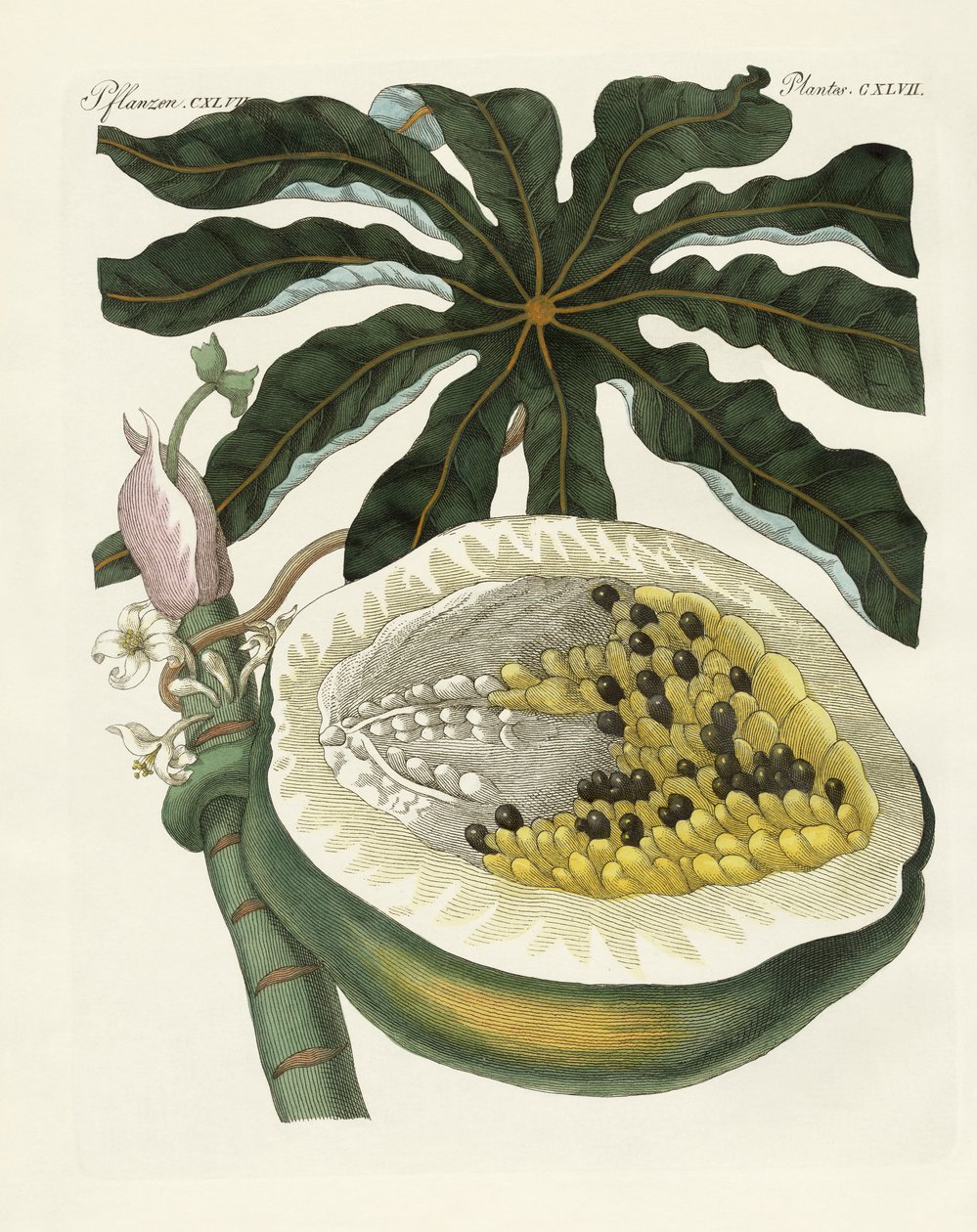 The melon or papaya tree by German School
