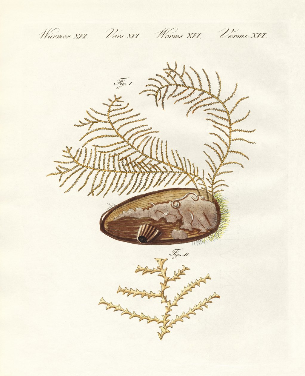 The sertularian hydroid by German School