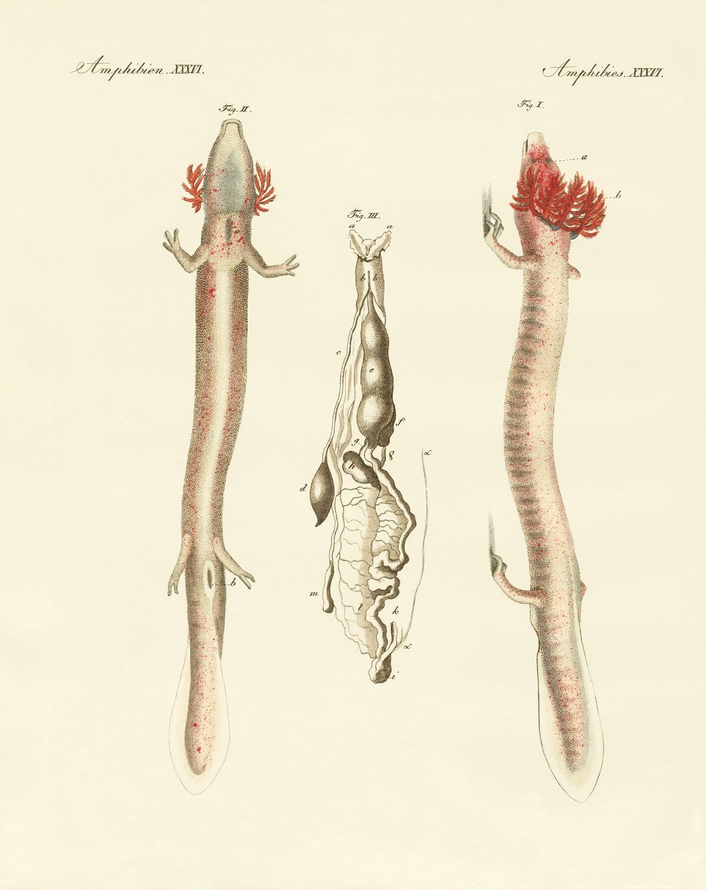 The Sinuous Proteus by German School