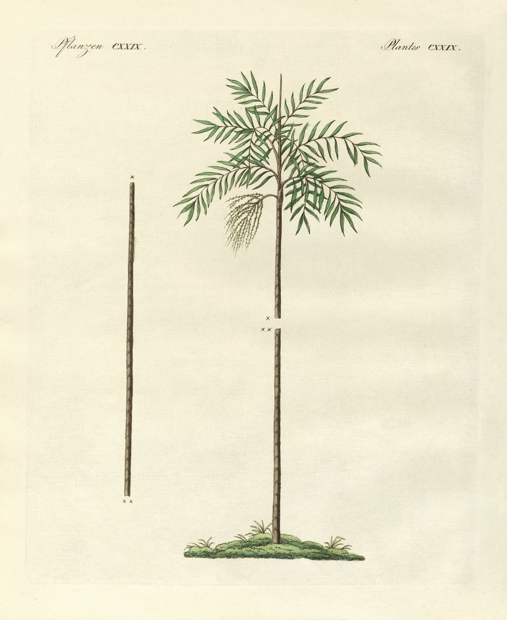 The Slim Palm of New Ireland by German School