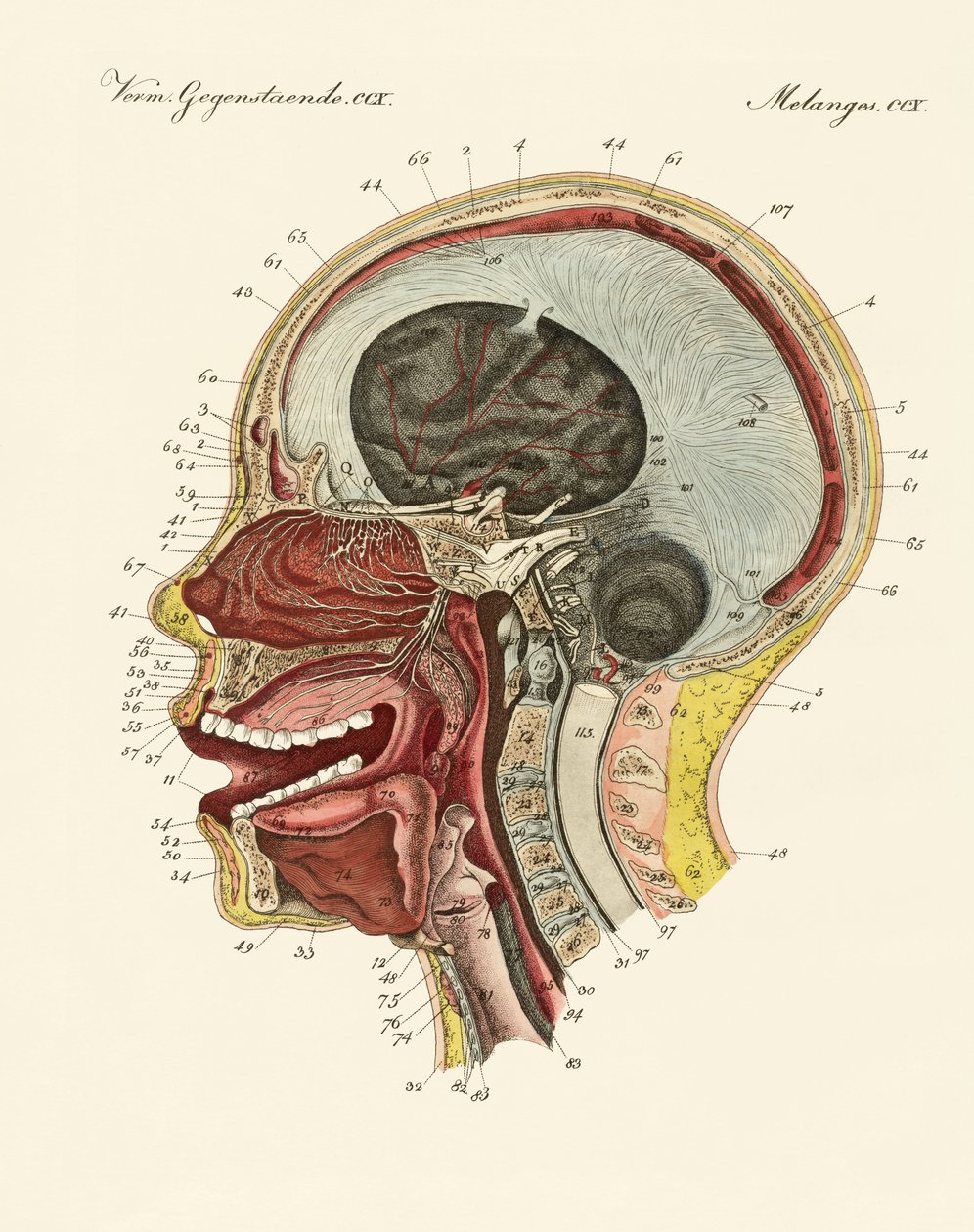 The smell organ or the human nose by German School