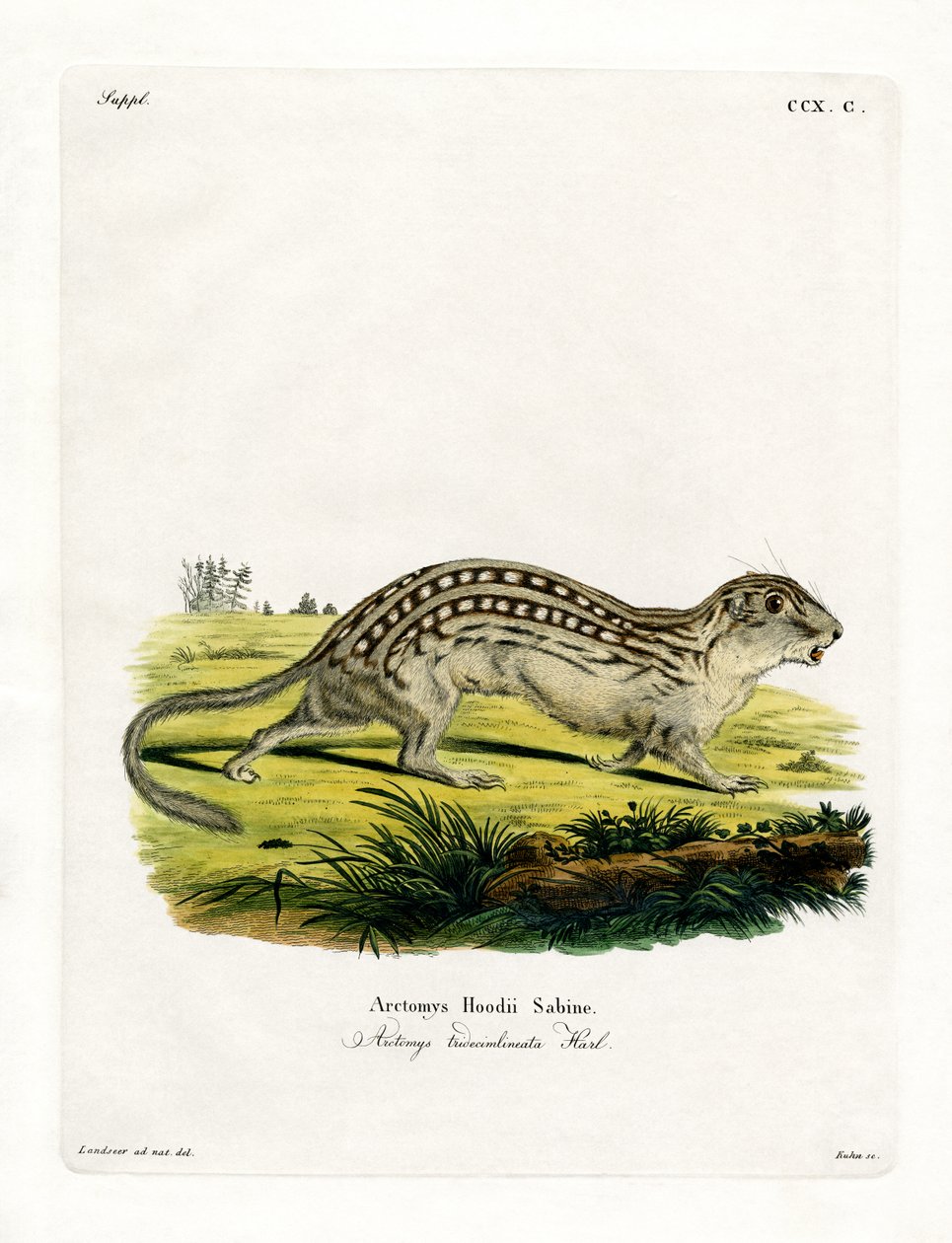 Thirteen-lined Ground Squirrel by German School
