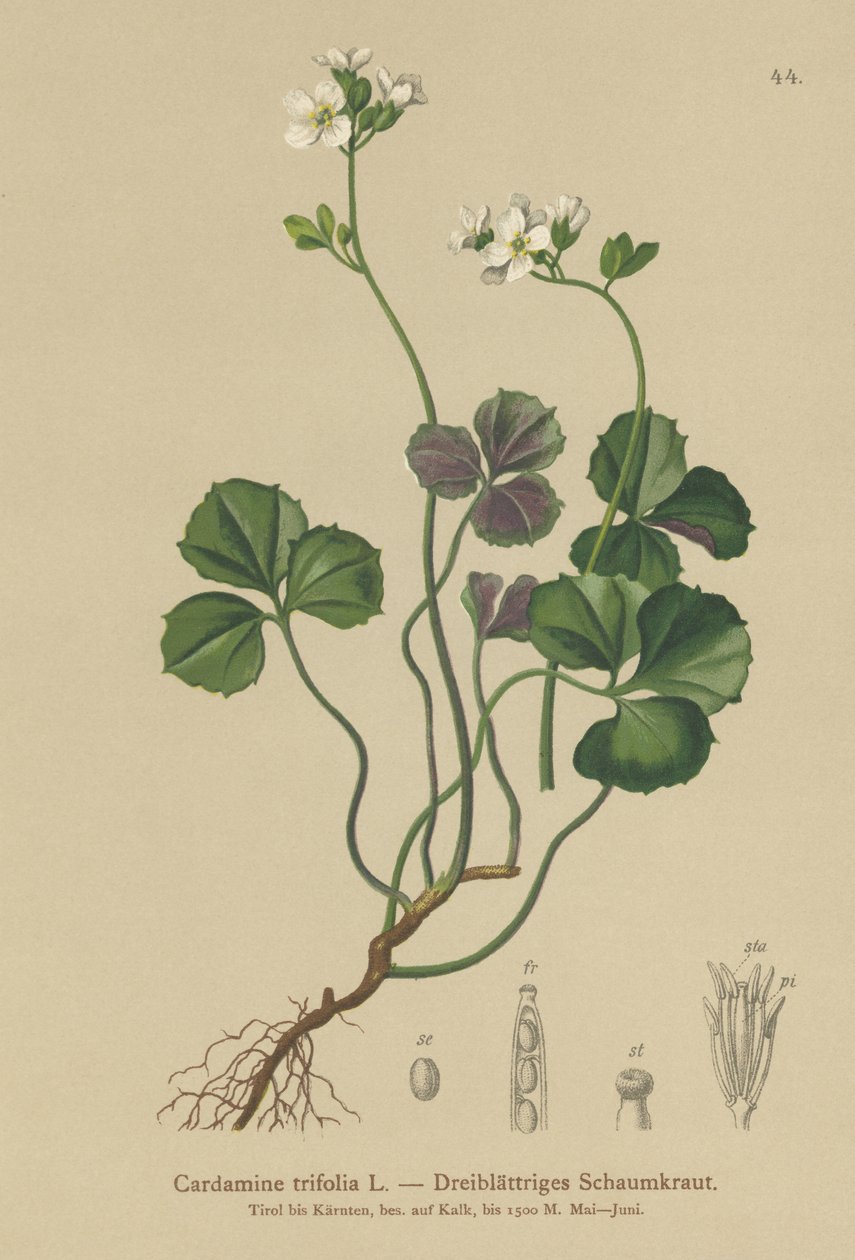 Three-leaved Bittercress by German School