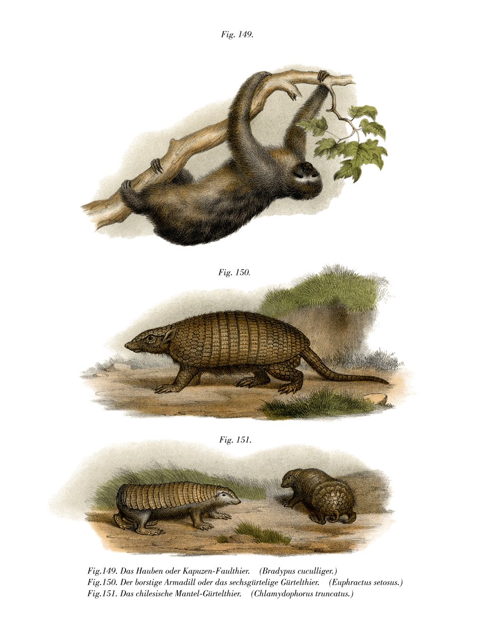 Three-toed Sloth by German School: Premium art reproduction