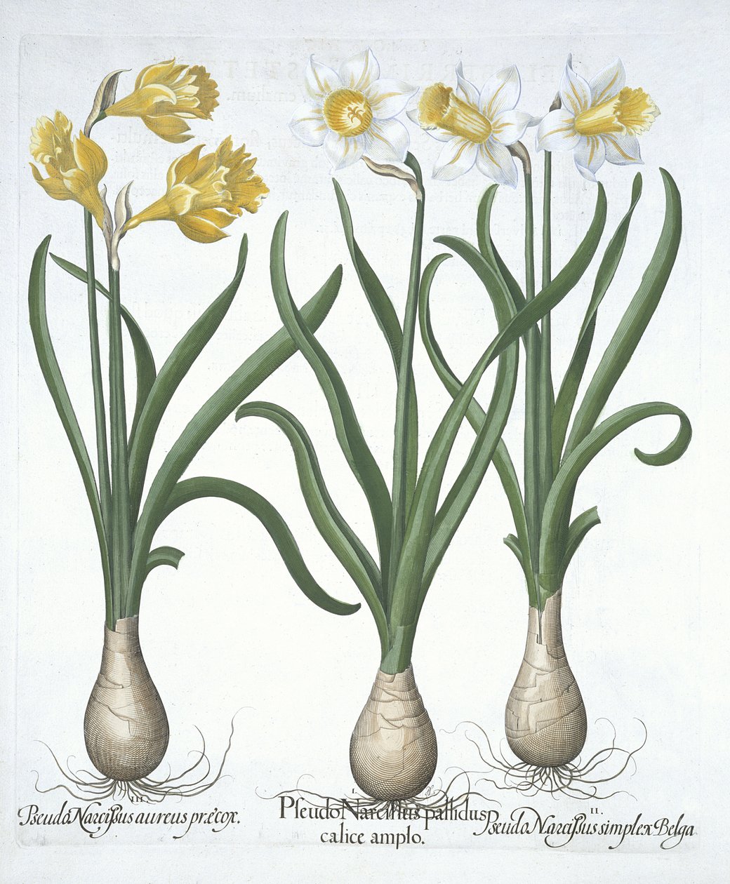 Three Pseudo-Narcissi, from Hortus Eystettensis by Basil Besler, pub. 1613 by German School