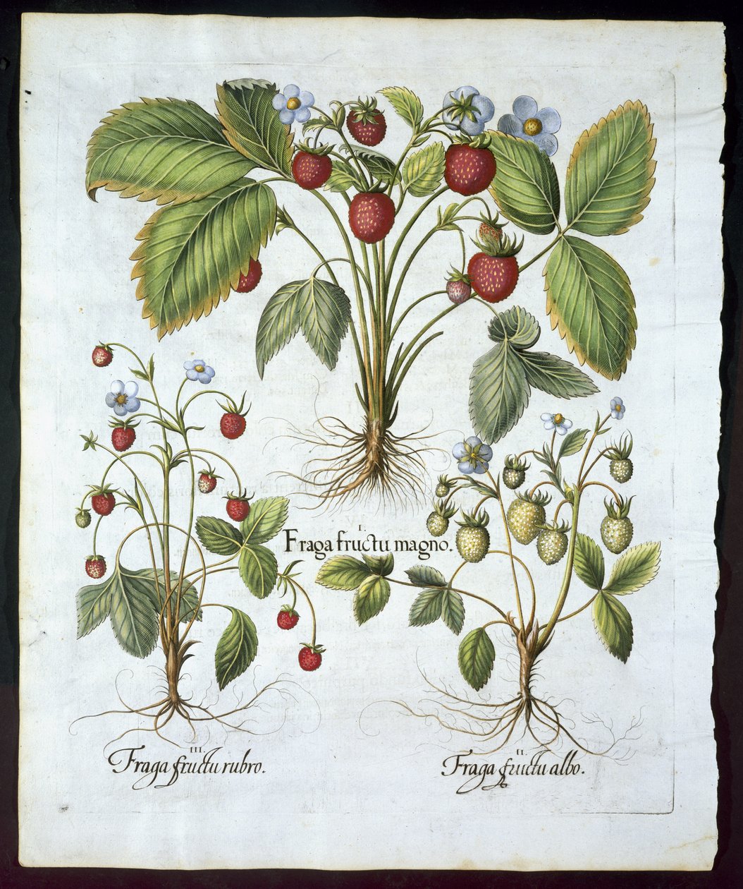 Three varieties of strawberry, plate 116, from Hortus Eystettensis by Basil Besler, pub. 1613 by German School