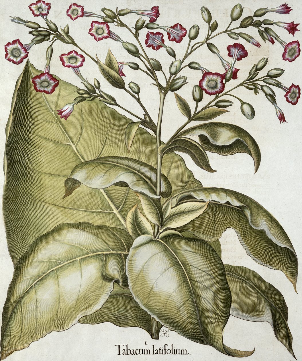 Tobacco plant, from the Hortus Eystettensis by Basil Besler, pub. 1613 by German School
