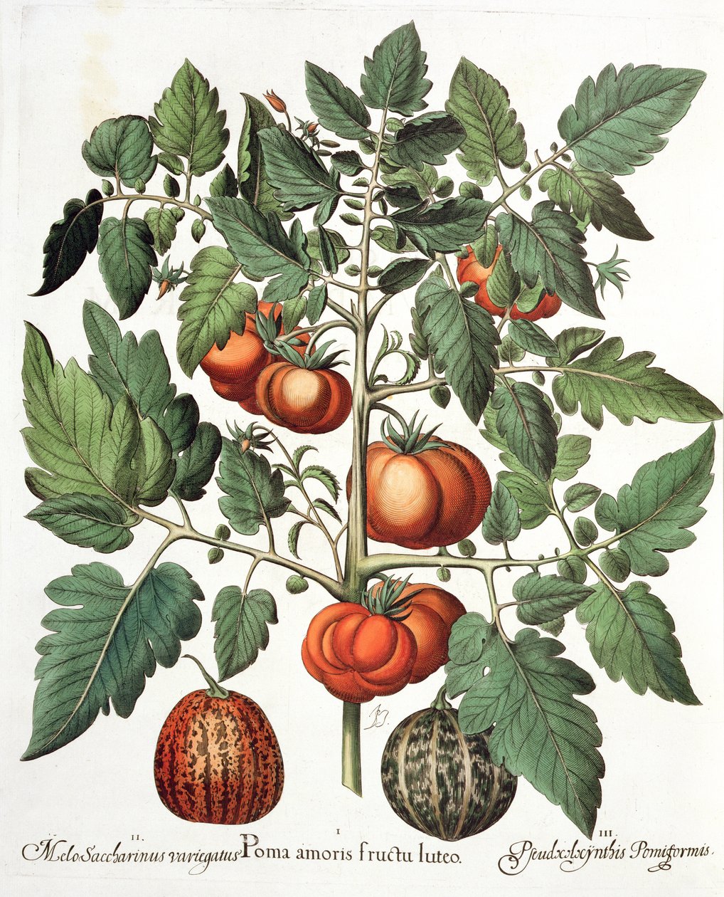 Tomatoes and Melons, from the Hortus Eystettensis by Basil Besler, pub. 1613 by German School