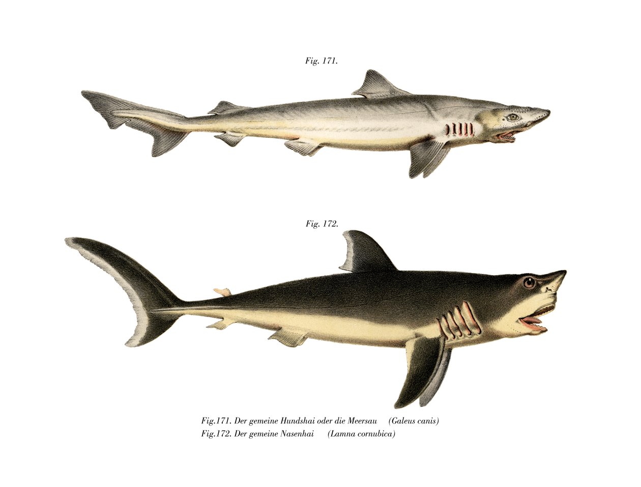 Tope Shark by German School