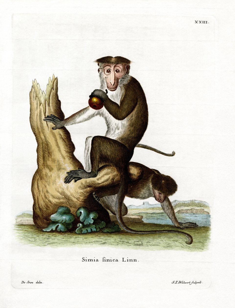 Toque Macaque by German School