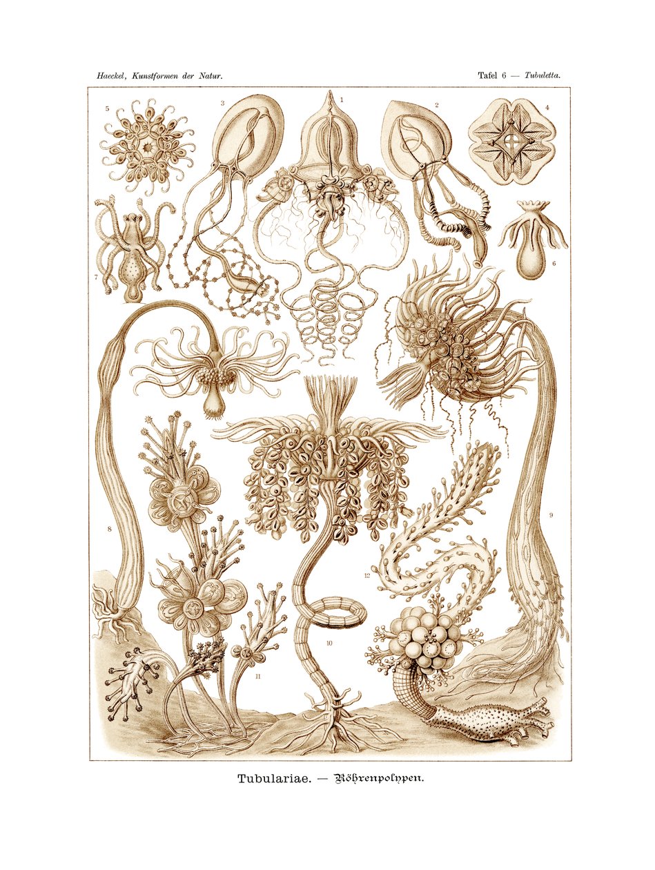 Tubulariae, 1899-1904 by German School