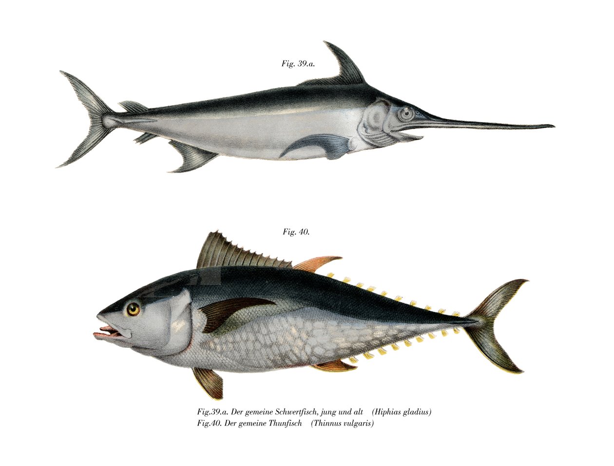 Tuna by German School