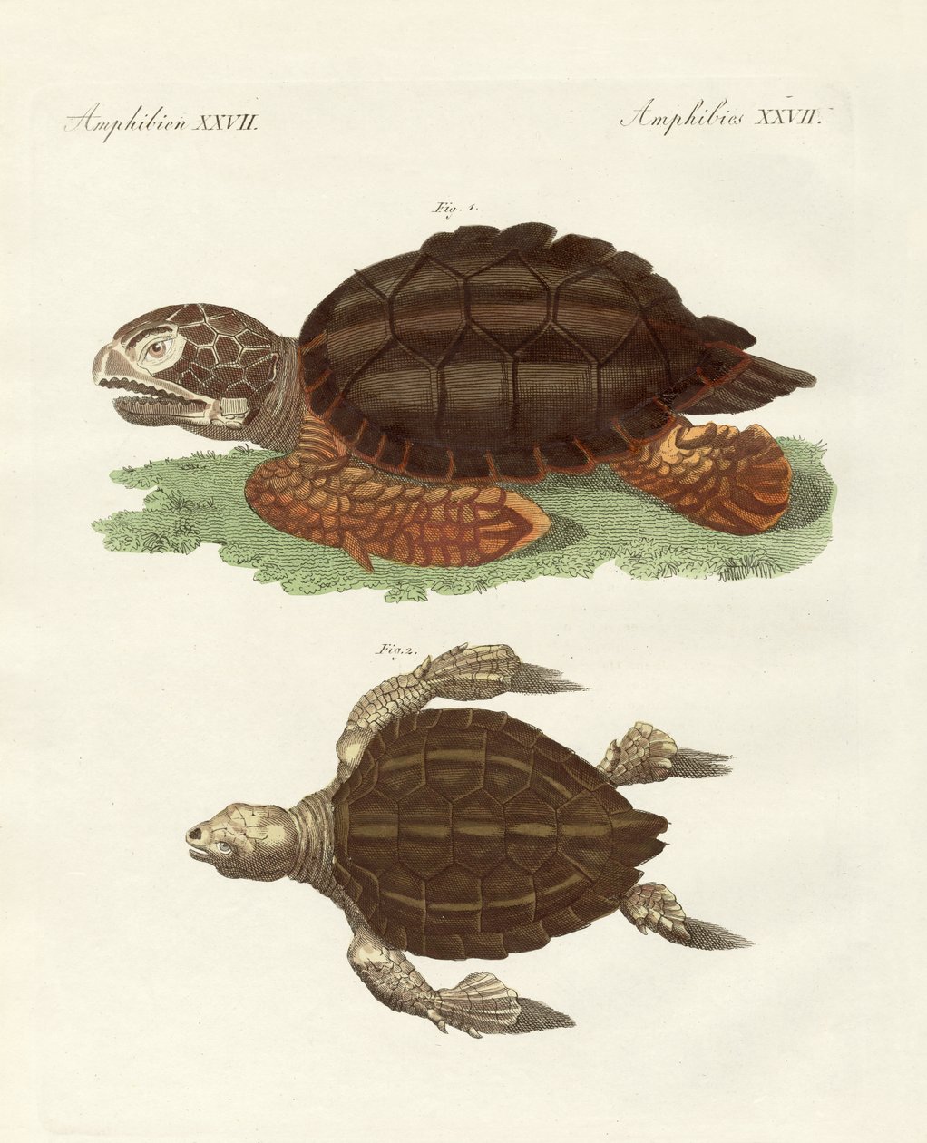 Turtles of Phenomenal Size by German School