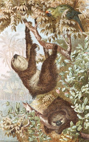 Two-Toed Sloth, Plate from 