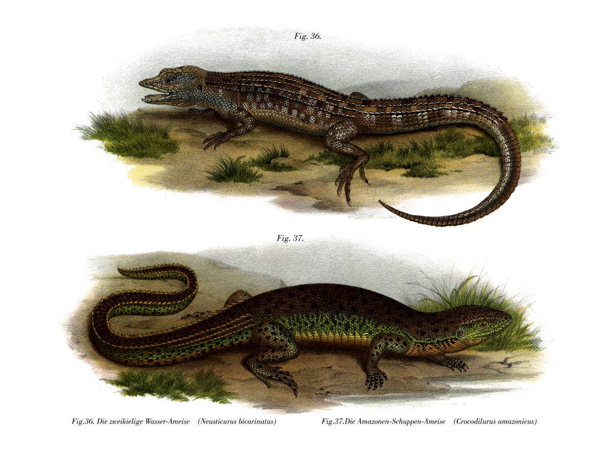 Two-faced Neusticurus by German School
