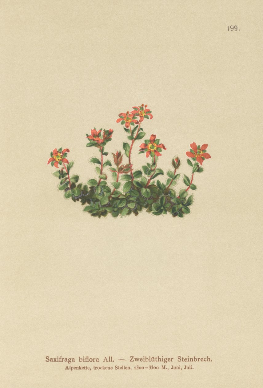 Two Flowered Saxifrage by German School