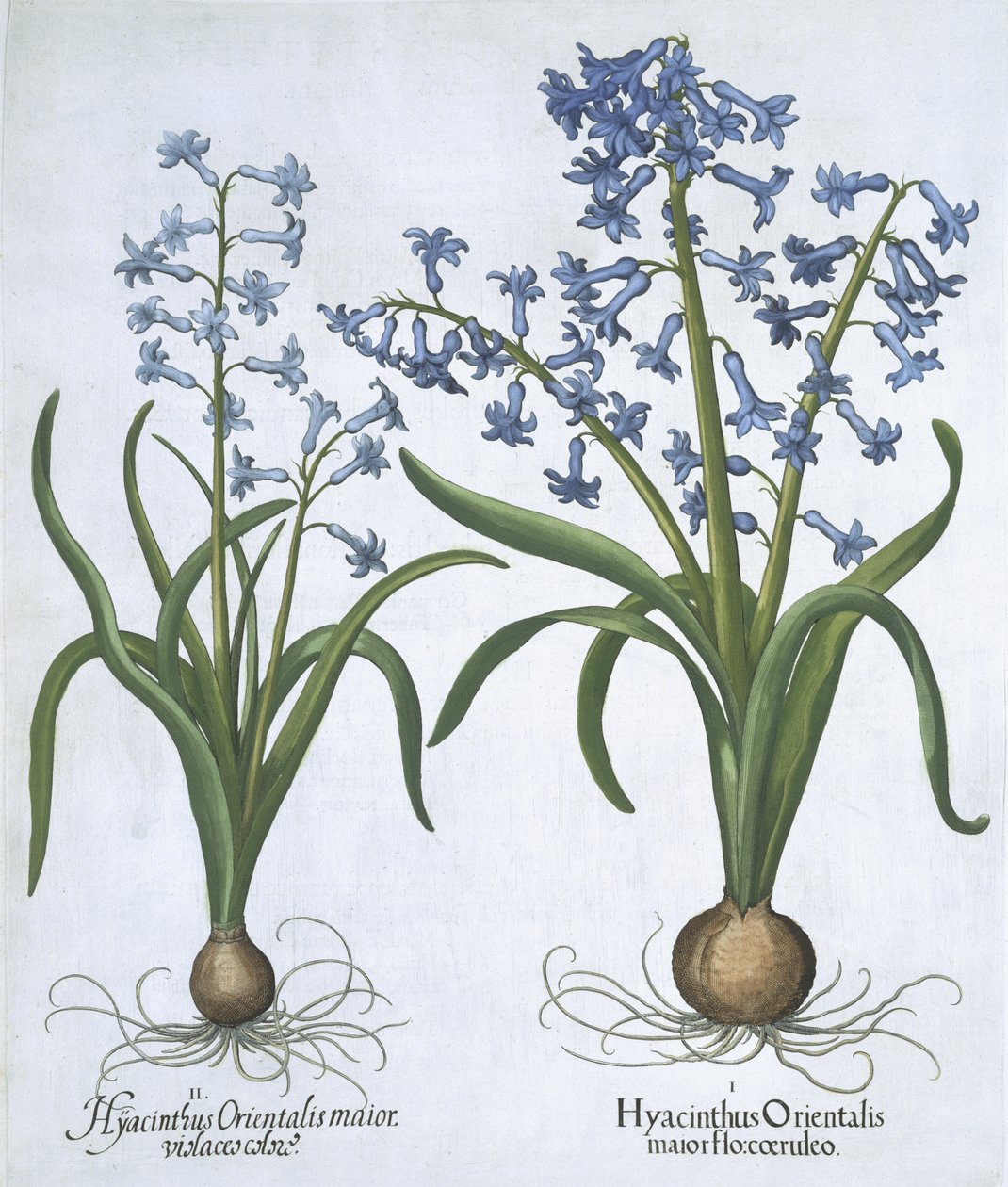 Two blue Hyacinths, from Hortus Eystettensis by Basil Besler, pub. 1613 by German School