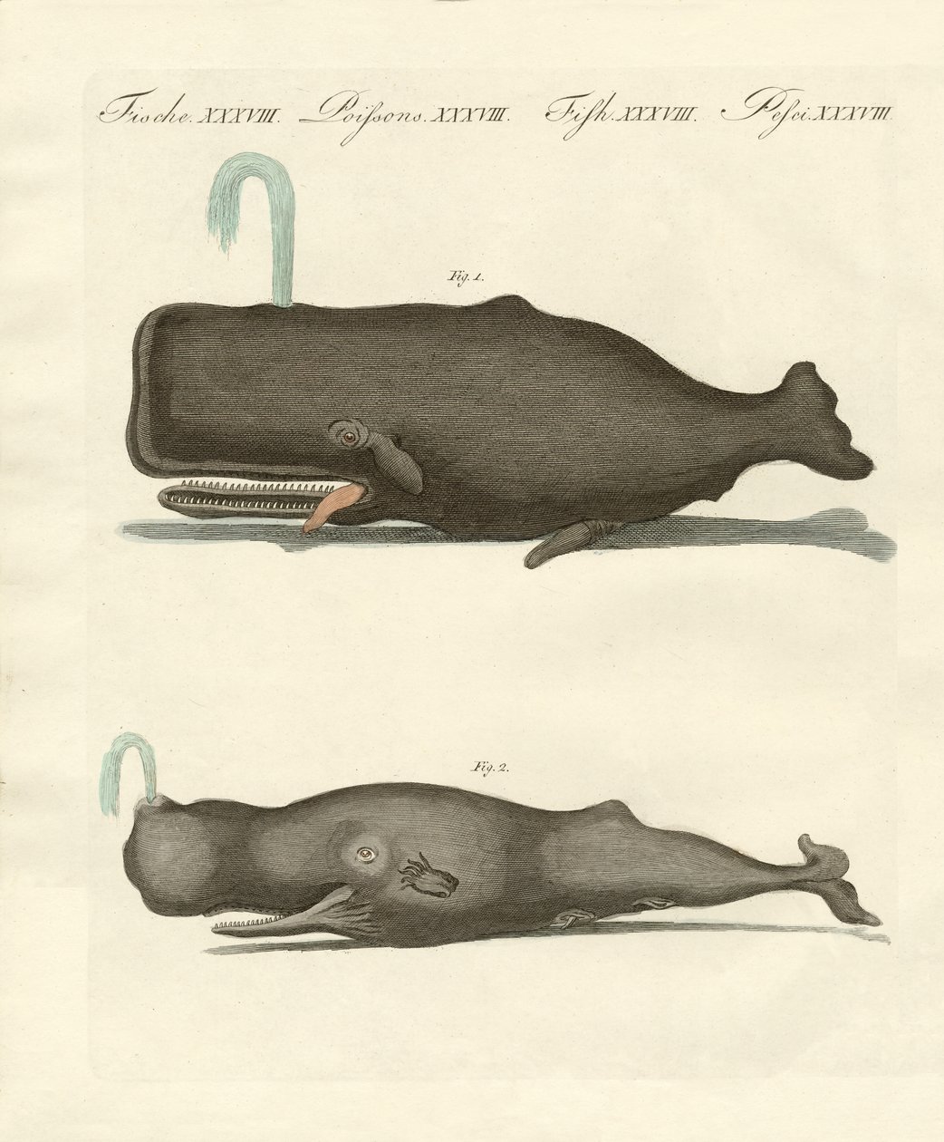 Two Strange Kinds of Whales by German School