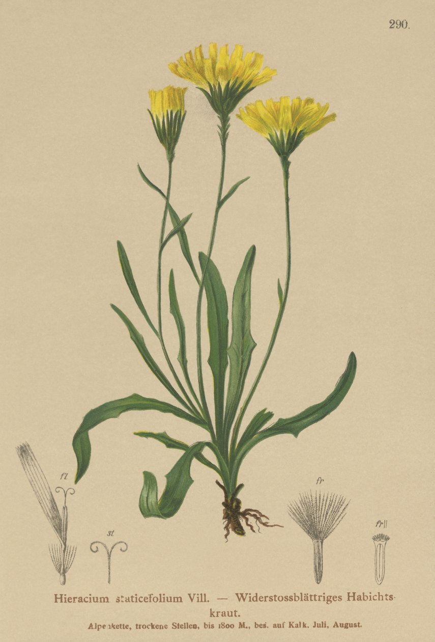 Umbrella Milkwort by German School