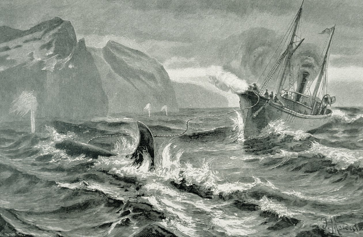 Using a Harpoon Gun from a Fast Steamboat by German School